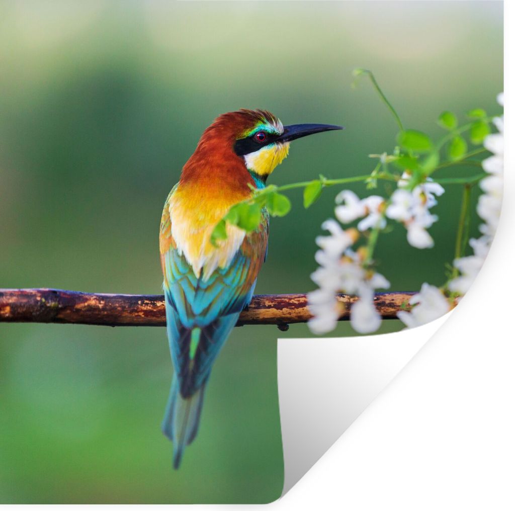 MuchoWow Wandtattoo Wandsticker Wandaufkleber Vogel - Bienenfresser - Blumen 100x100 cm Selbstklebend und Repositionierbar - Wierderverwendbar - ...