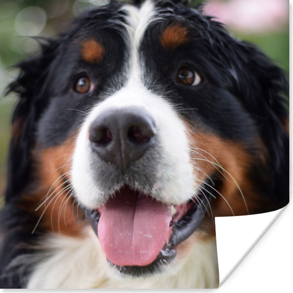 MuchoWow Poster Vorderansicht des Kopfes des Berner Sennenhundes 75x75 cm - Wand Dekoration