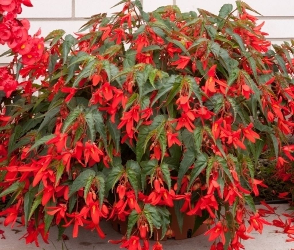 Rote Bauernbegonien Bertinii Boliviensis Santa Cruz Gr. 24-28 (3 Knollen)