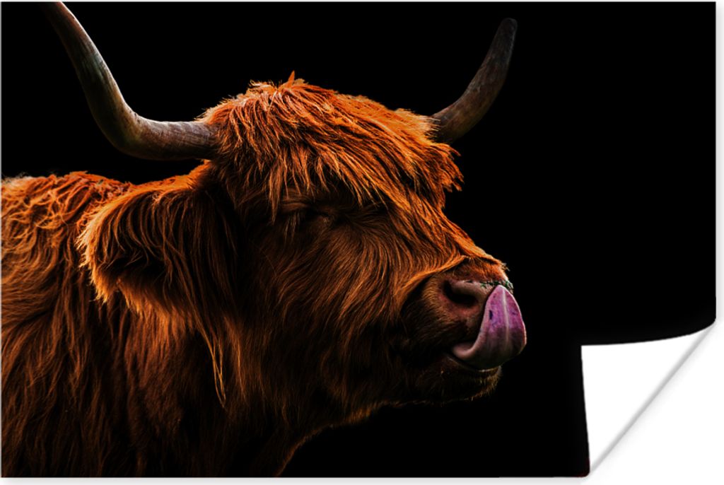MuchoWow Poster Schottisches Hochlandrind - Zunge - Nase 180x120 cm - Fotoplakat