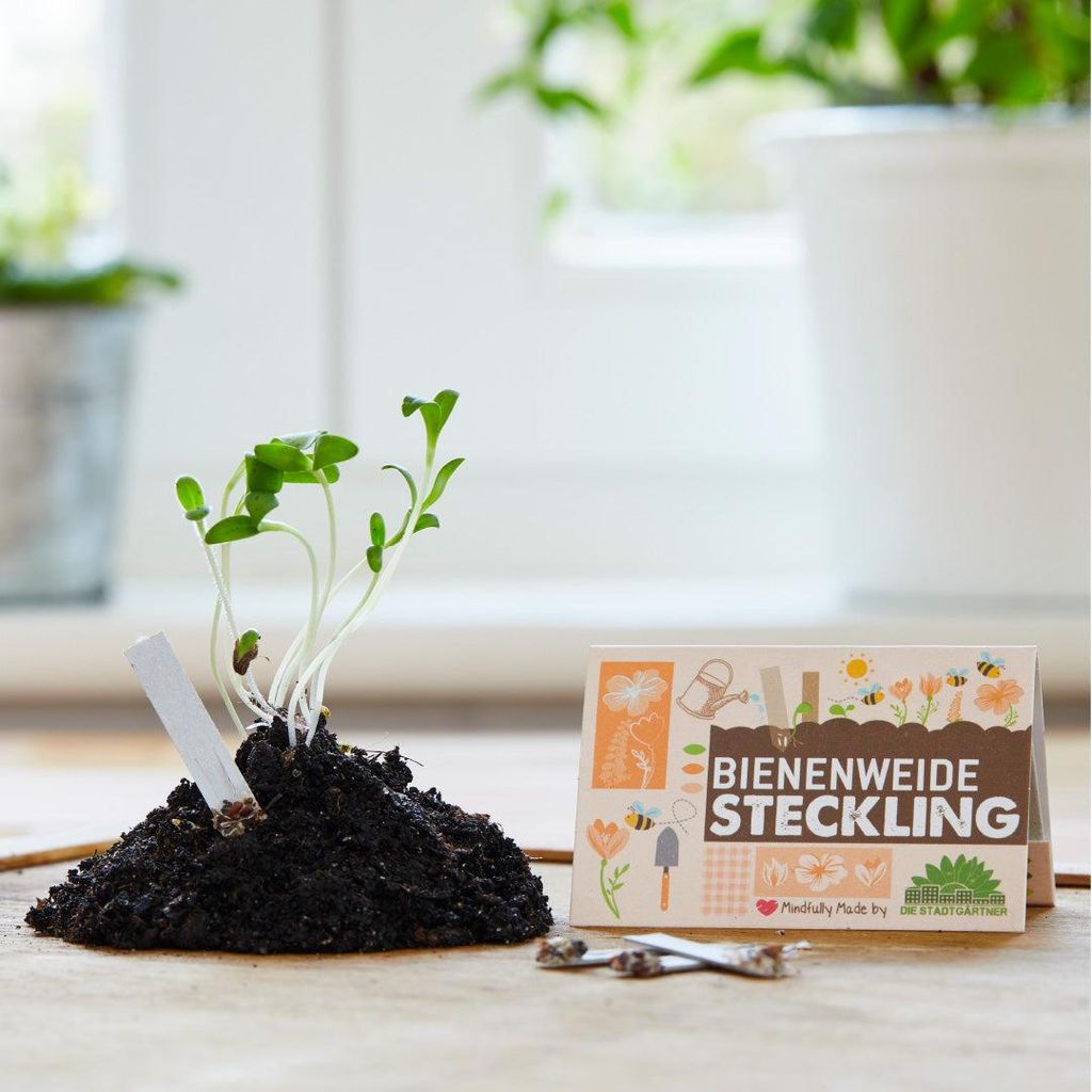Saatgut Stecklinge Bienenweide 10 Pflanzstifte mit Wildblumensamen Geschenk