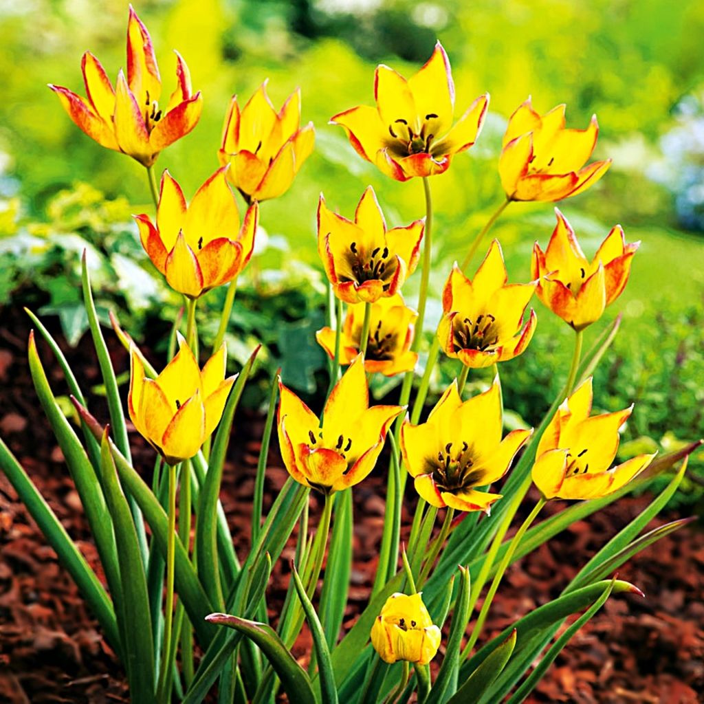 Tulipani Bulbi Fiori Botanici Tulipano Orphanidea Flava 5 Immagine del prodotto 
