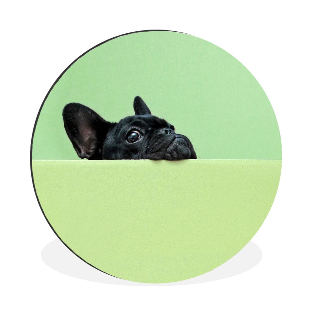MuchoWow Aluminium Wandkreis Französische Bulldogge - Grün - Schwarz Ø 30 cm Wanddeko Modern Wohnzimmer - Wand Bild - Wohnzimmer - Runde Bilde...