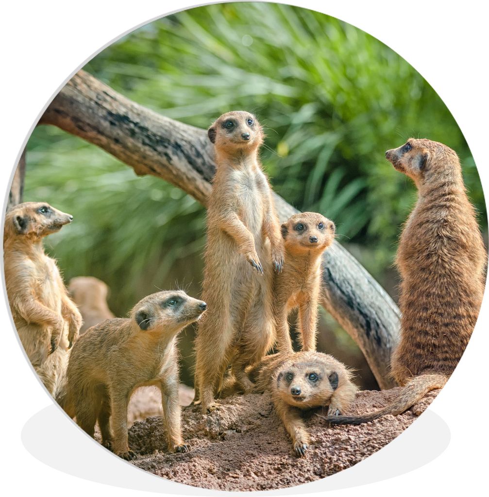MuchoWow Rundes Wandbild - Runde Bilder Erdmännchen - Familie - Tiere Ø 60 cm Kreis Wanddekoration Kunststoff - Wandkreis - Wandschmuck - Wand ...