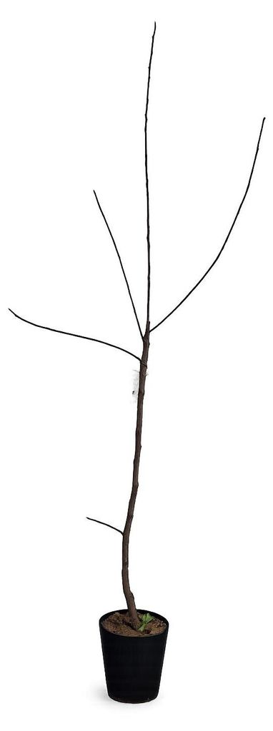 Diospyros kaki Vaniglia 160–200 cm – Vanille-Kaki Baum, Produktbild 