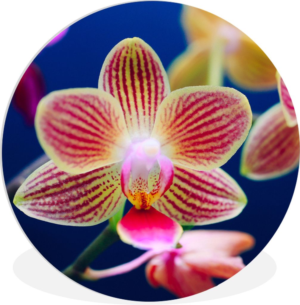 MuchoWow Rundes Wandbild - Runde Bilder Von Orchidee Ø 60 cm Kreis Wanddekoration Kunststoff - Wandkreis - Wandschmuck - Wand Kreis - Das Schlaf...