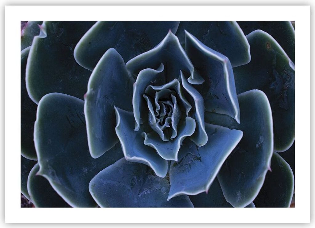 Poster - Poster ohne Rahmen - Blau Kaktus Blume - 70x50 cm Produktbild 