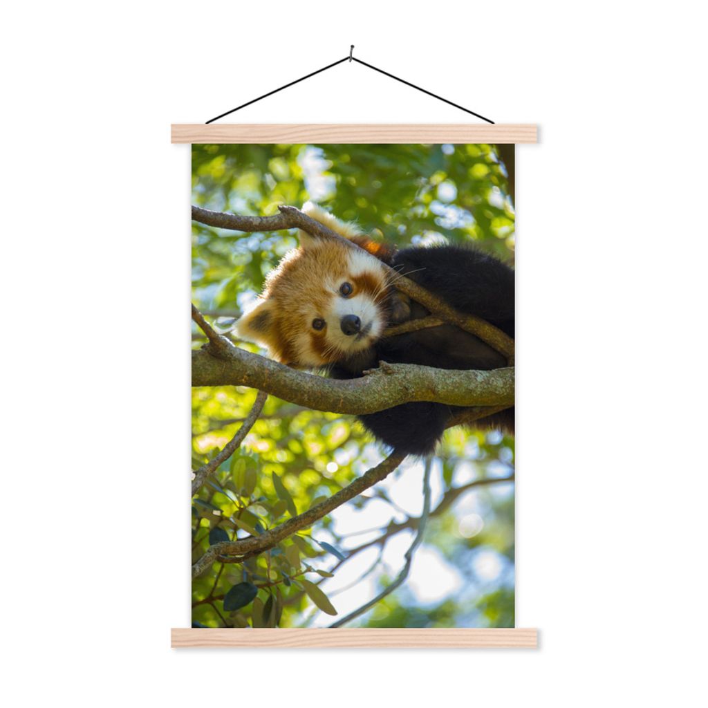 MuchoWow Textilposter Panda - Rot - Nahaufnahme 120x180 cm mit holzfarbenen Rahmen - Textil-Plakat