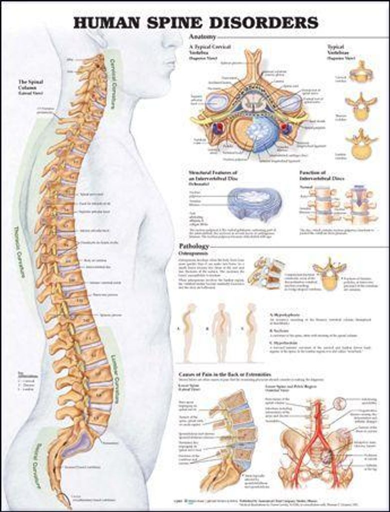 Human Spine Disorders 2E Pu