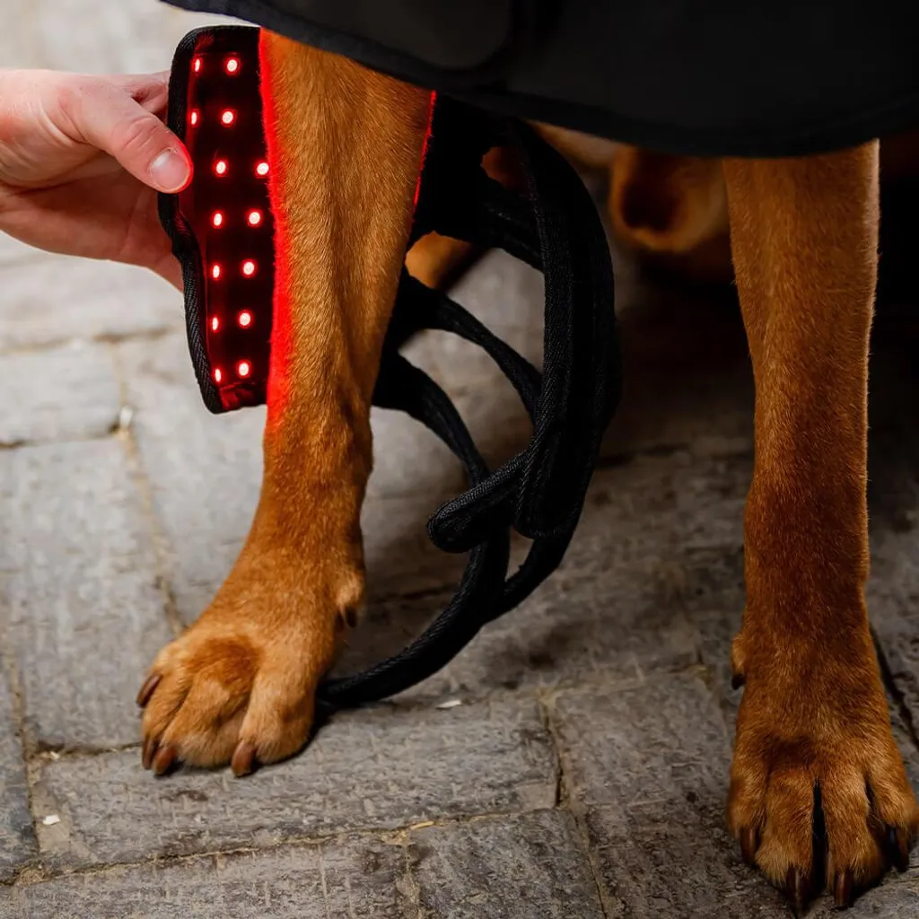 Soulager les tendons du cheval avec la Guêtre LED Red Light Horseware