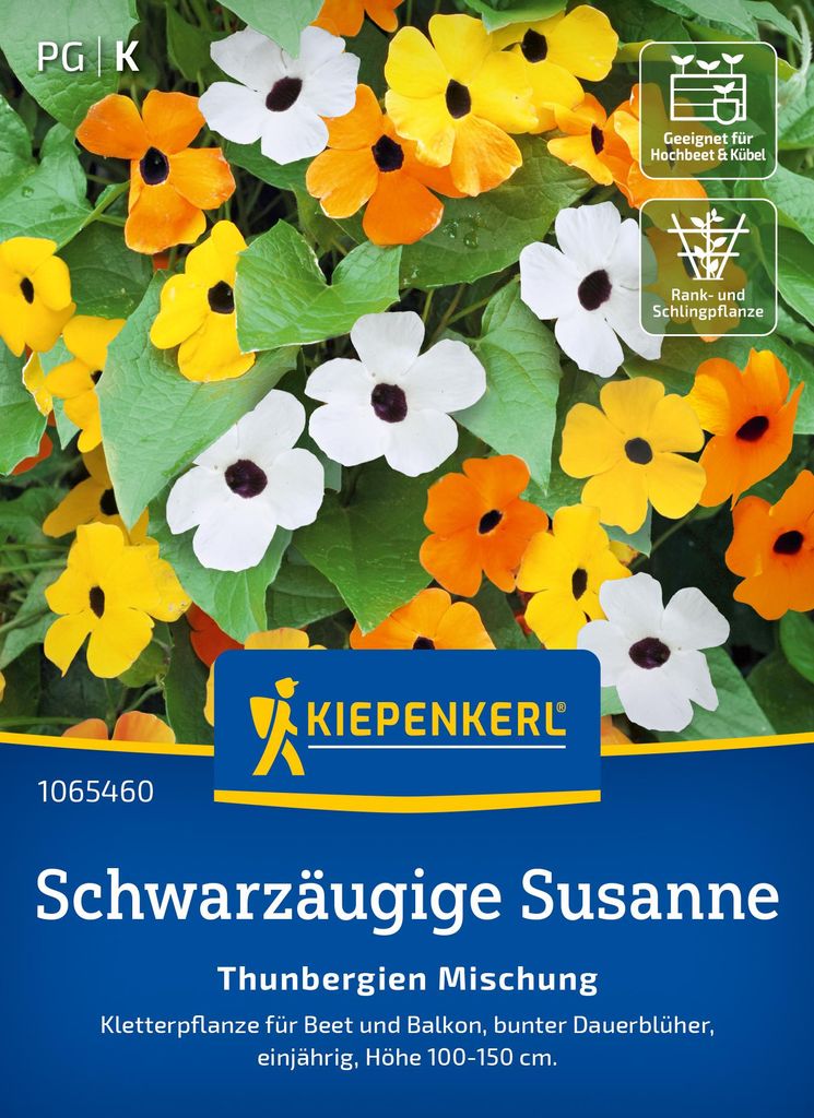 Kiepenkerl Samen Schwarzäugige Susanne Thunbergien 20 Produktbild 