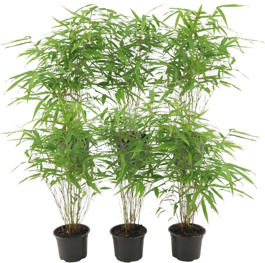 Lot de 6 Bambous Fargesia rufa : Graminées Rustiques pour Haie Vive
