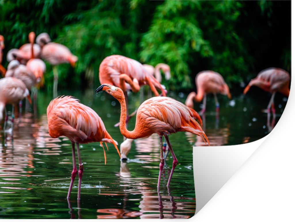 MuchoWow Wandtattoo Wandsticker Wandaufkleber Flamingo - Tropisch - Vogel - Wasser - Rosa 80x60 cm Selbstklebend und Repositionierbar - Faltenfrei