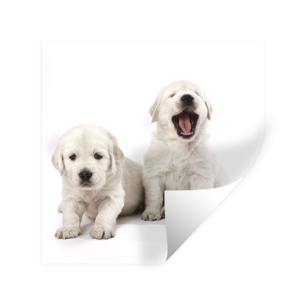 MuchoWow Wandtattoo Wandsticker Wandaufkleber Portrait von Golden Retriever Welpen 100x100 cm Selbstklebend und Repositionierbar - Wierderverwend...