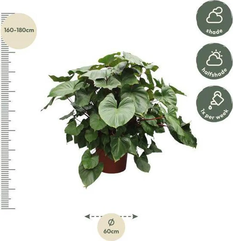 Plante d'intérieur tropicale Homalomena Maggy 170 cm pour salon - 2