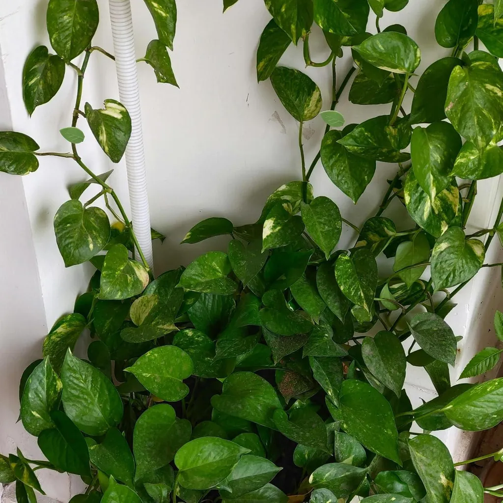 60 Clips à Plantes Grimpantes Autocollants - Supports Muraux en Forme de Feuille