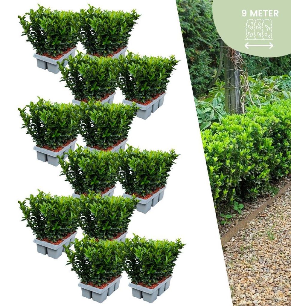Plants by Frank | 72 Grüne Spindelstrauch Pflanzen | Euonymus Japonicus 'Green Spire' | Heckenpflanzen | Gartenpflanzen