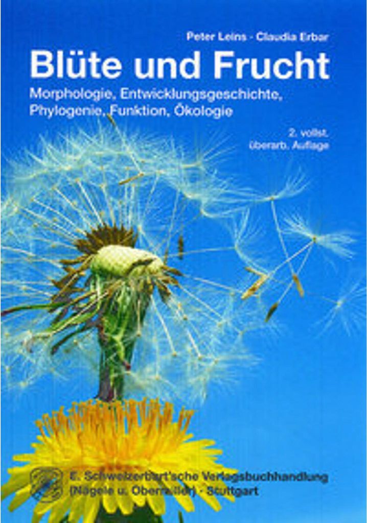 Blüte und Frucht