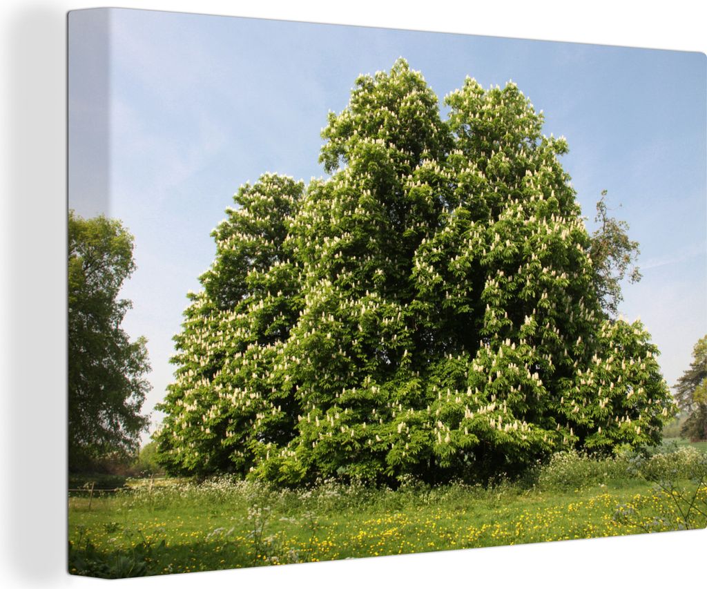 OneMillionCanvasses - Leinwandbilder - 150x100 cm, Ein Kastanienbaum im Frühling in England, Wandbilder Kunstdruck Wanddekoration