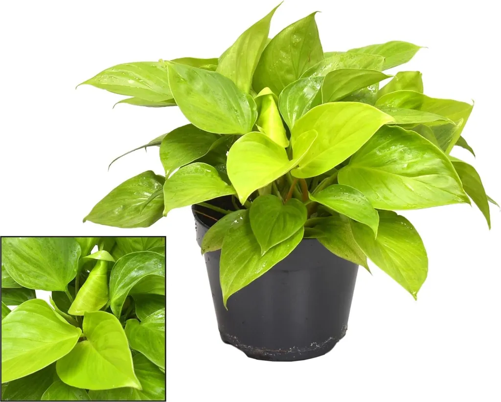 Plante Verte Homalomena Lemon Lime 30 cm : Idéale pour Salon et Bureaux