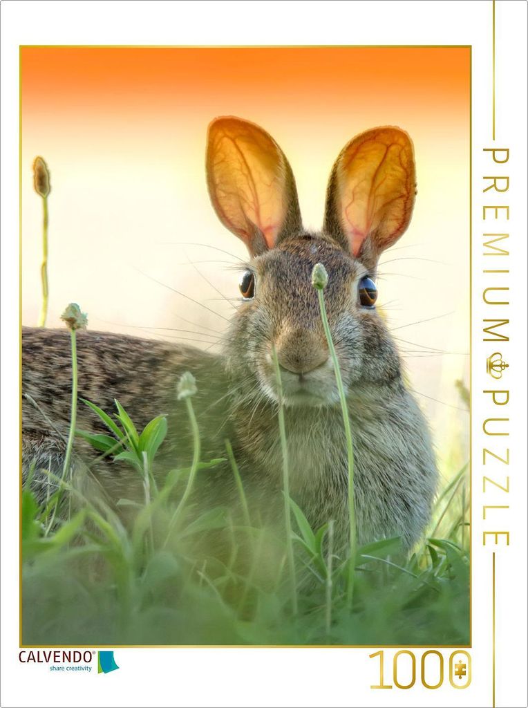 CALVENDO Puzzle Niedliche Hasen | 1000 Teile Lege-Größe 64x48cm Foto-Puzzle für glückliche Stunden