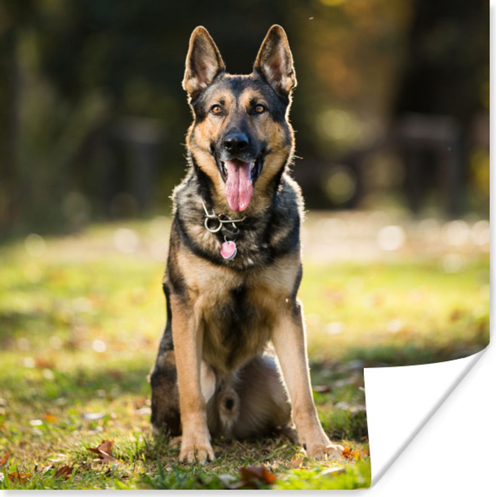 MuchoWow Poster Ein Deutscher Schäferhund sitzt im grünen Gras 50x50 cm - Wohnzimmerdekoration