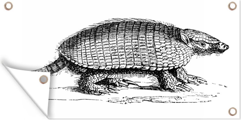 MuchoWow 80x40 cm Outdoor-Poster Gartendeko Sichtschutz Garten Poster für den Garten Illustration eines Gürteltiers auf weißem Hintergrund