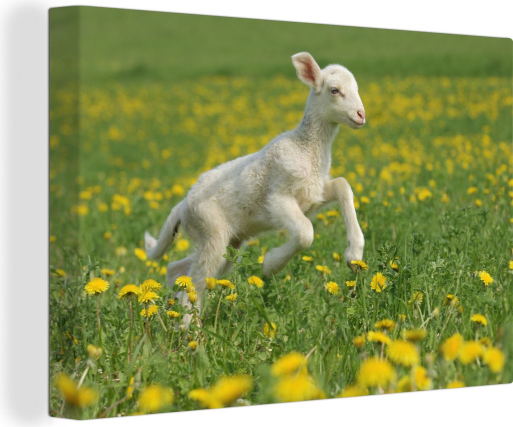 OneMillionCanvasses - Leinwandbilder - 150x100 cm, Schafe - Blumen - Gelb, Wandbilder Kunstdruck Wanddekoration