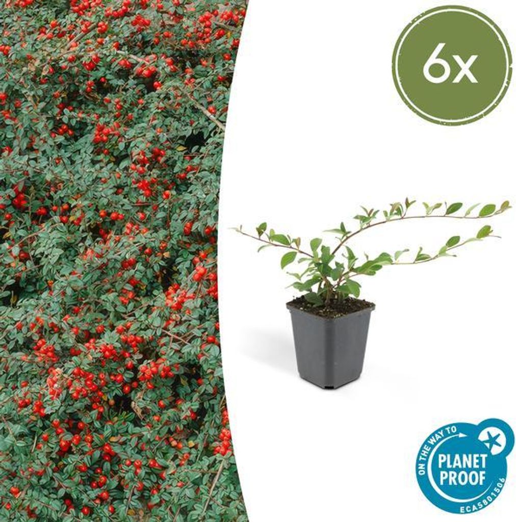 Teppichmispel Cotoneaster dammeri 'Major' – 6 Pflanzen – 25cm – Ø9cm – Bodendecker – Blühend & pflegeleicht – Sonne & Schatten