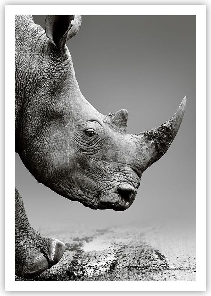 Poster - Poster ohne Rahmen - Nashorn Monochrom Tier - 70x100 cm - Wand Bild - Wanddeko - Wandbilder - Kunstposter - Wandposter - Bilder - Kunstdru...