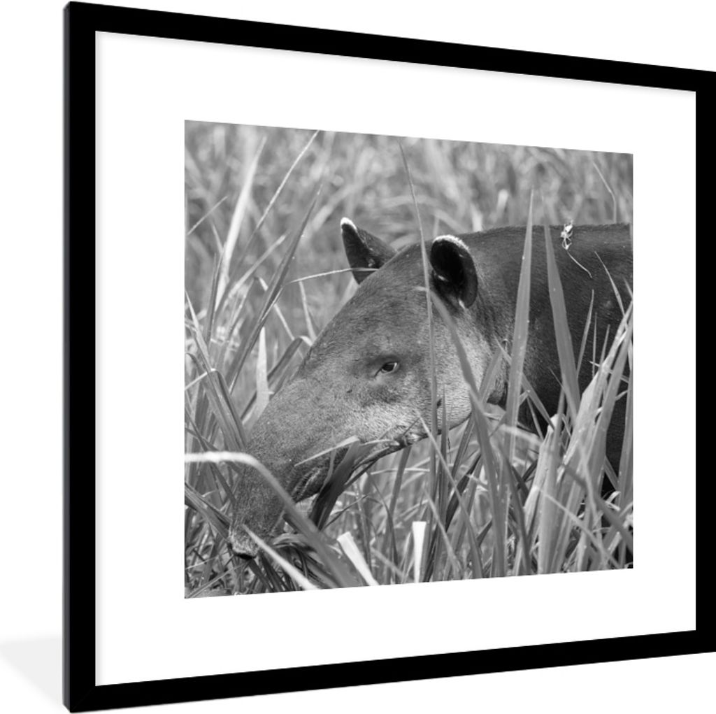 MuchoWow MuchoWow Gerahmtes Poster Mittelamerikanischer Tapir im Nationalpark von Costa Rica in schwarz-weiß 40x40 cm - Poster mit zchwarzem B...