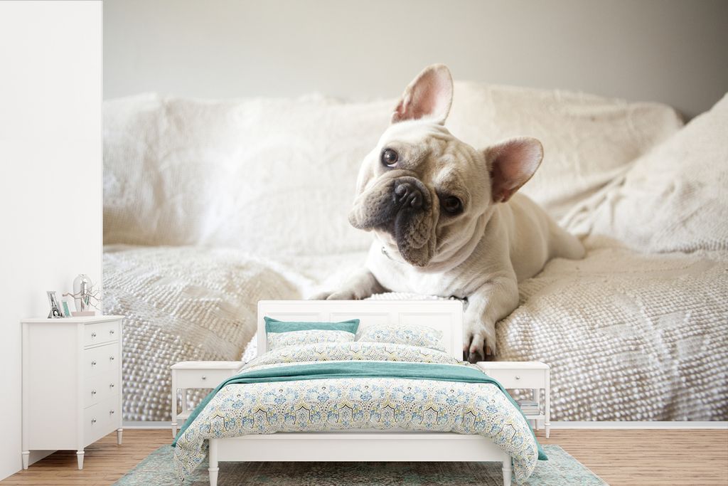 MuchoWow Fototapete für Wohnzimmer oder Schlafzimmer Wandtapete Vinyl Motivtapete Französische Bulldogge - Bank - Vorleger - 360x240 cm - Vinyl...