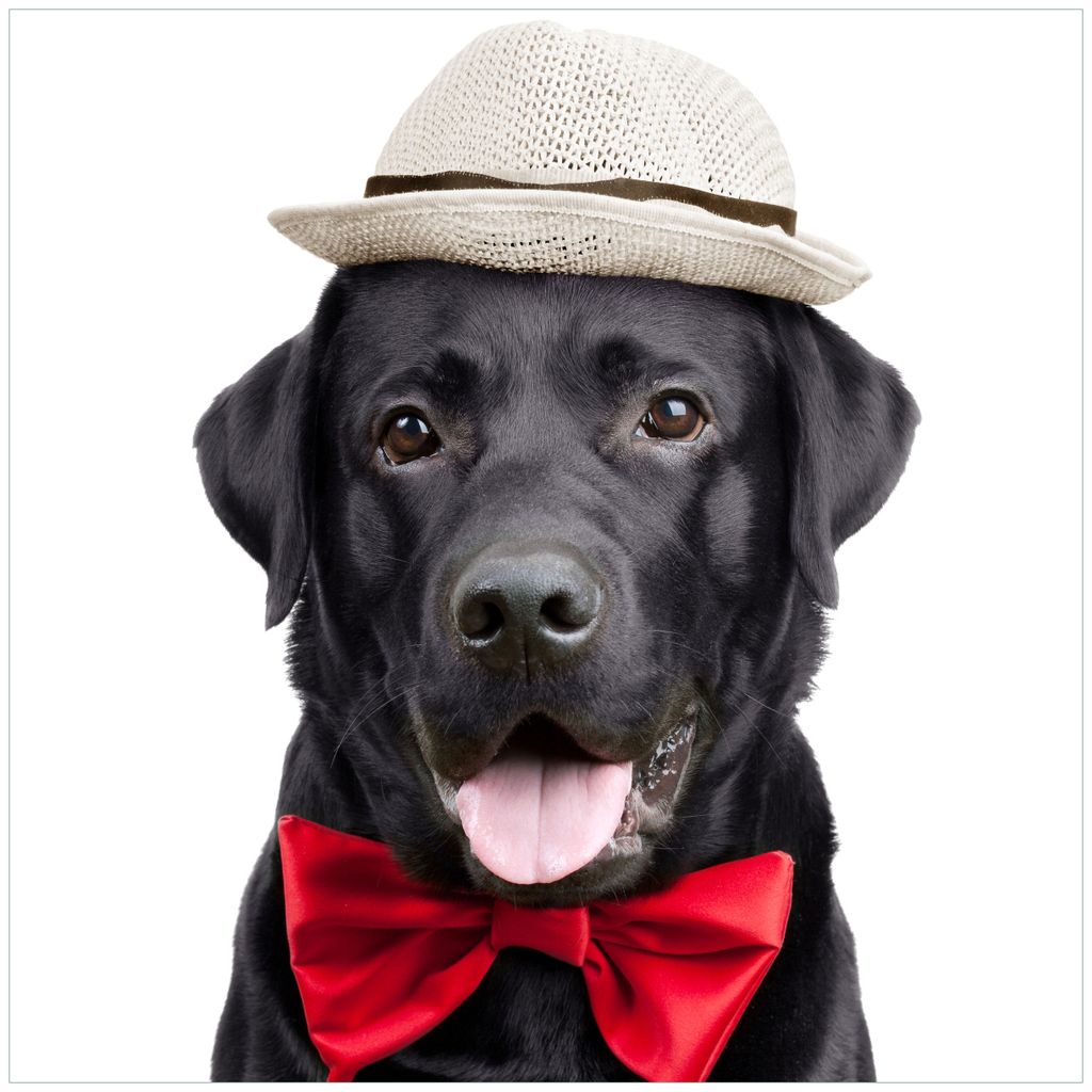 Wallario Magnet für Kühlschrank / Geschirrspüler, magnetisch haftende Folie - 60 x 60 cm, Motiv: Schwarzer Labrador Retriever mit roter Fliege u...
