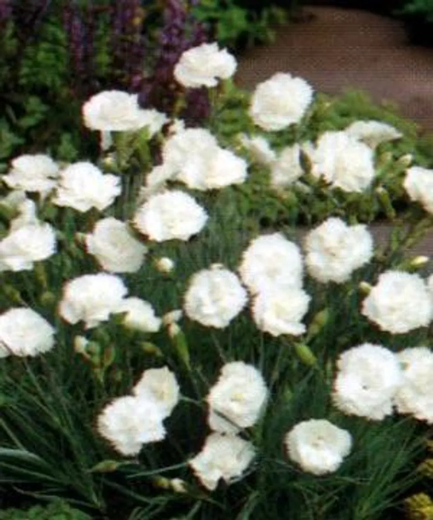 Dianthus Haytor White lot de 6 - Oeillets résistants et sans entretien - 2