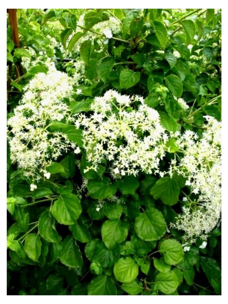 Kletterhortensie Hydrangea petiolaris 60-80 cm hoch im 3 Liter Pflanzcontainer