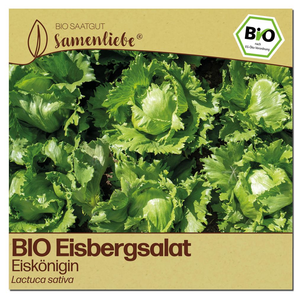 Samenliebe Salat Samen | Eiskönigin - knackig - samenfestes Saatgut