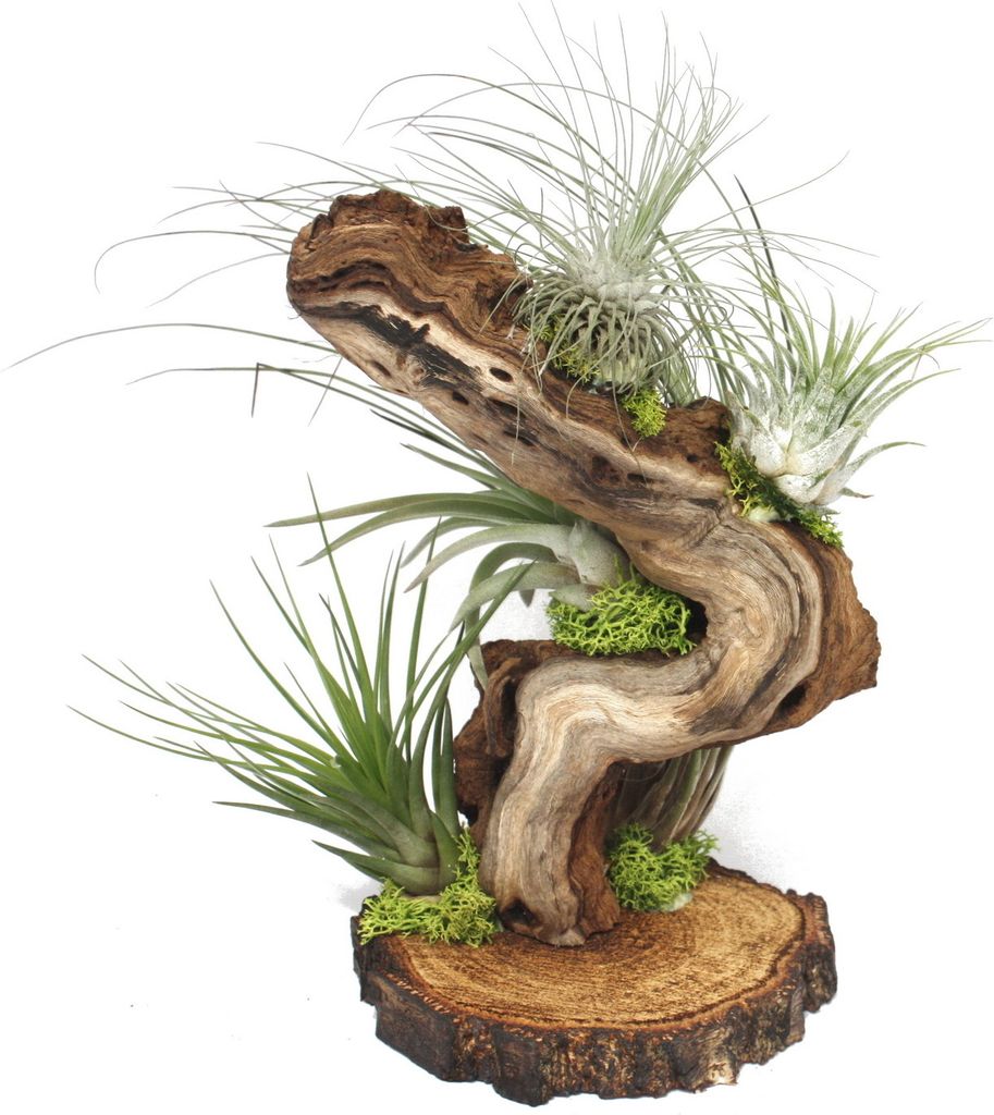 Tillandsien auf Wurzelbaum - gross - 5 Pflanzen Produktbild 2