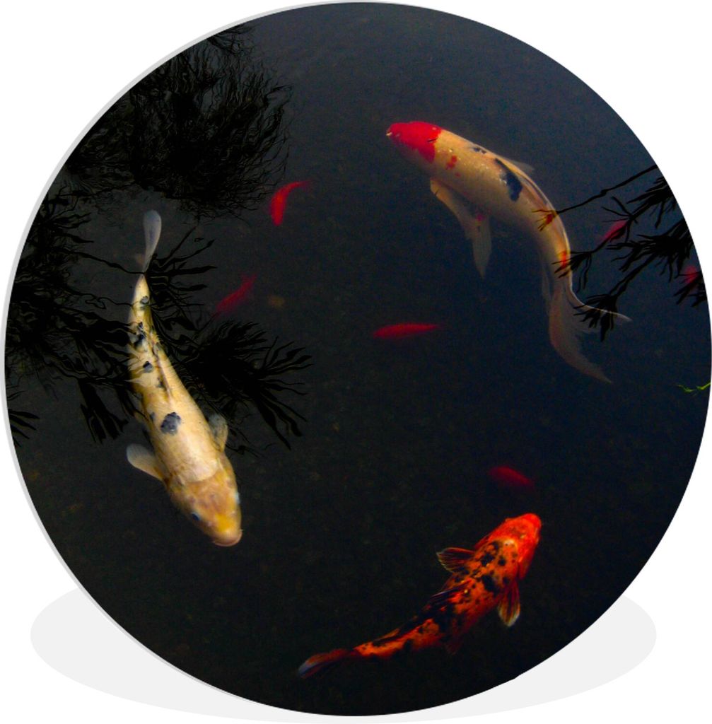 MuchoWow Rundes Wandbild - Runde Bilder Eine Gruppe von Koi-Karpfen, die im Kreis schwimmen Ø 90 cm Kreis Wanddekoration Kunststoff - Wandkreis ...