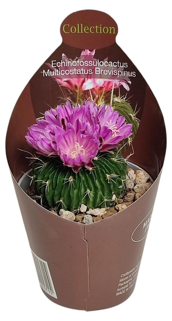 Echinofossulocactus mult. brevispinus – seltener Kugelkaktus – Rarität – Topf 6,5 cm – 15 cm hoch