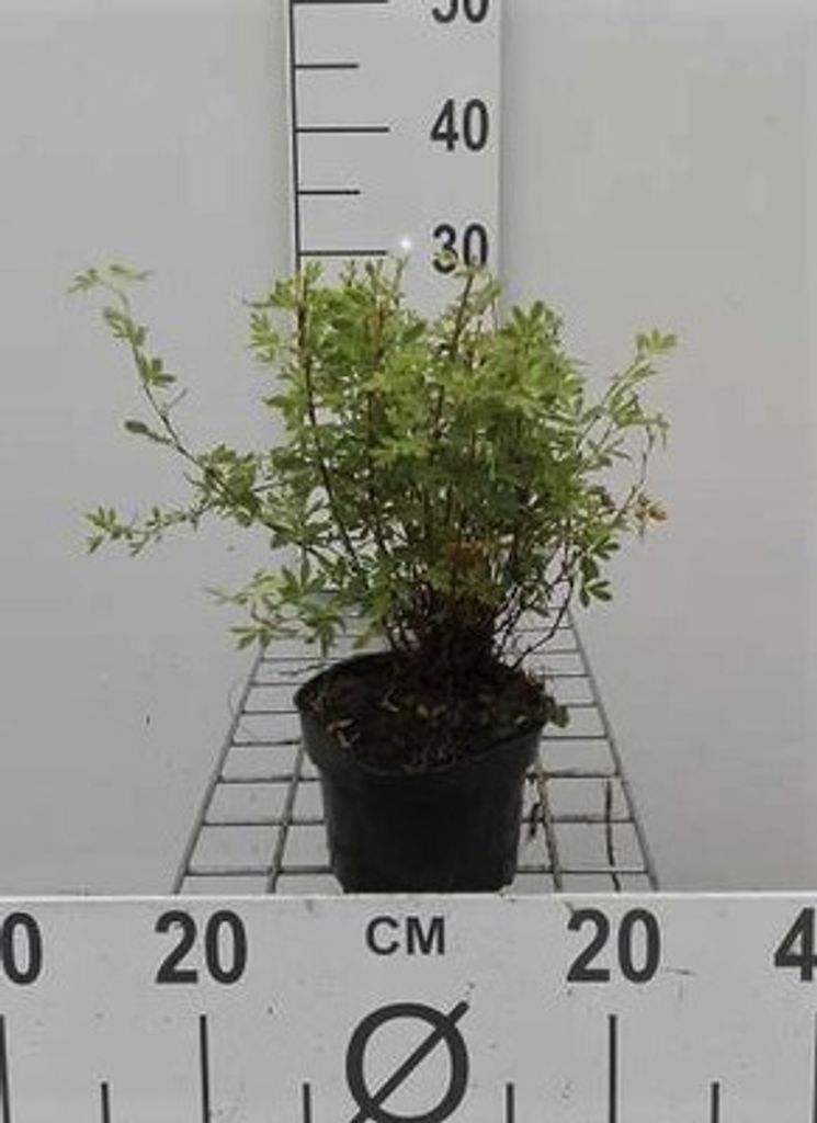 Potentilla frut. 'Abbotswood' - Fingerstrauch 20- 25 cm - Container