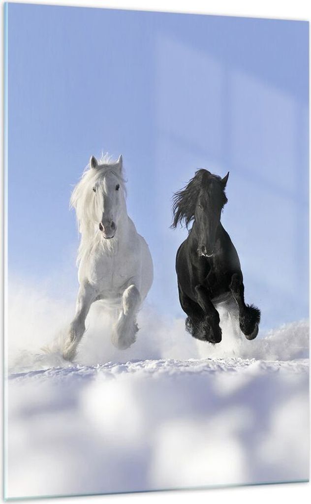 Bilder auf glas - Einteilig - Tiere Schönheit Wettbewerb - 70x100cm - Glasbilder - Wandbilder - Bilder - Wanddekoration aus Glas - Glas Bilder - W...