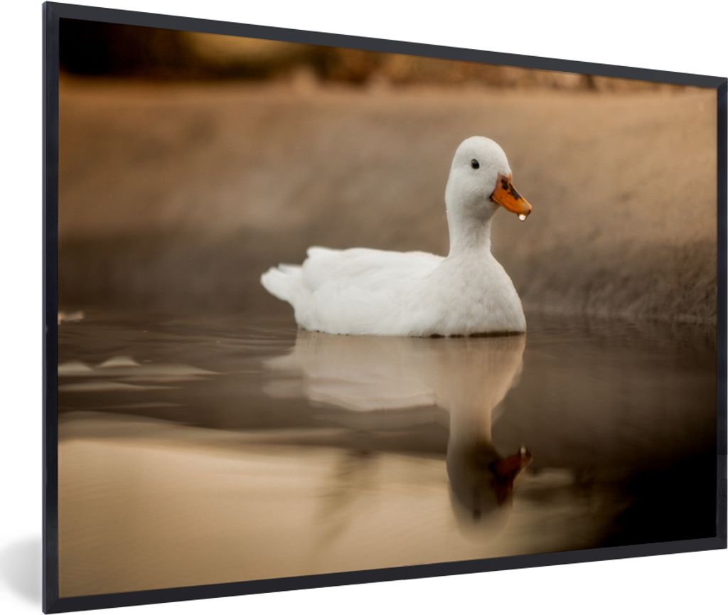 MuchoWow® Gerahmtes Poster Ente - Vogel - Wasser - Weiß Produktbild 