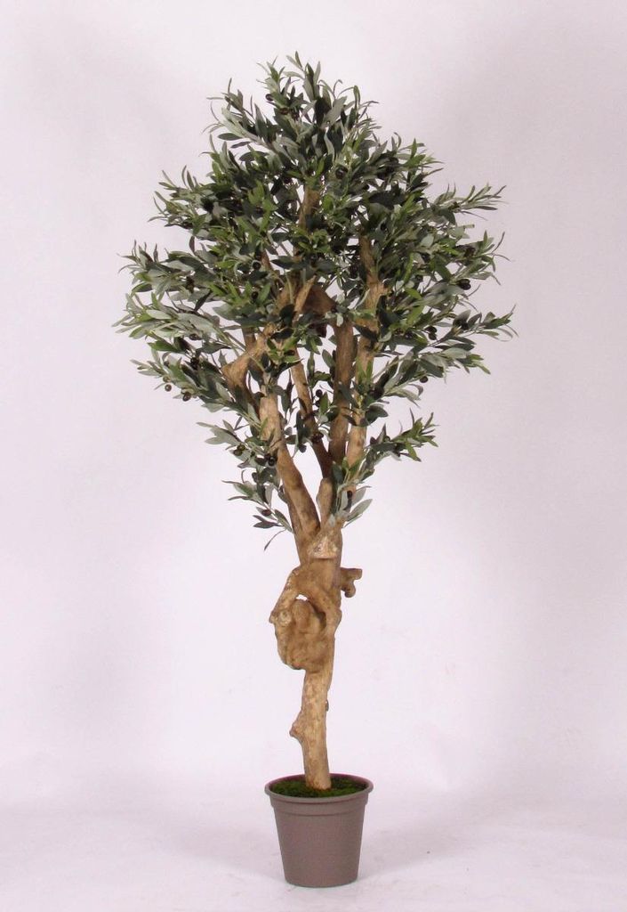 artplants.de Deko Olivenbaum Jacobo, Echtstamm, mit Früchten, 200cm - Italy - Kunststoff Olivebaum