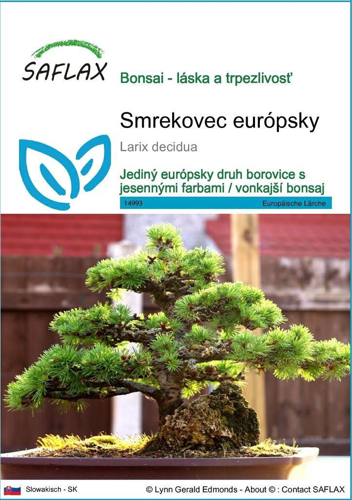 SAFLAX - smrekovec európsky - Larix decidua - 75 Semená Obrázok produktu 