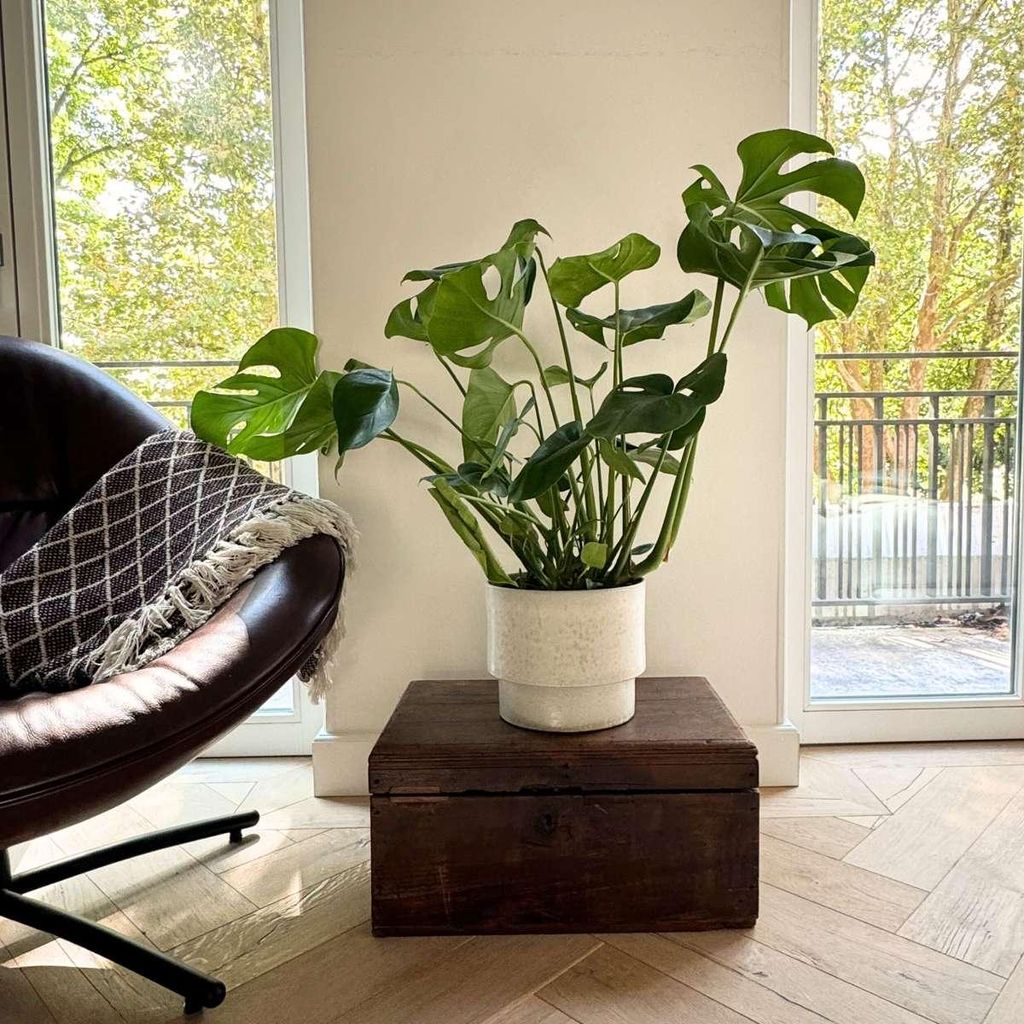 Fensterblatt - Monstera deliciosa - Hhe 70-80cm - 21cm