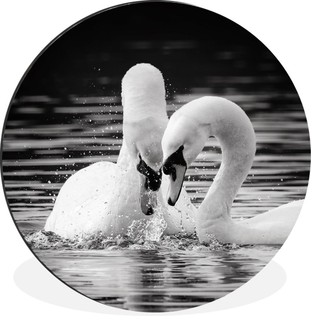 MuchoWow Aluminium Wandkreis Zwei weiße Schwäne im Kampf Ø 60 cm Wanddeko Modern Wohnzimmer - Wand Kreis - Wandbild - Schlafzimmer - Aluminium...