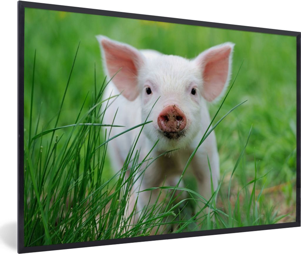 MuchoWow Gerahmtes Poster Schwein - Tiere - Groß 60x40 cm - Poster mit Schwarzem Bilderrahmen Wandposter Rahmen Foto Bilder - Printing - Wanddek...