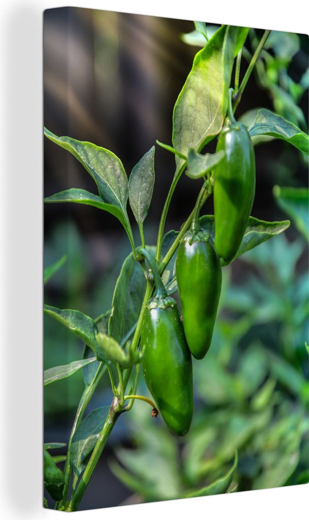 OneMillionCanvasses - Leinwandbilder - 90x140 cm, Jalapeño-Paprika bereit für die Ernte, Wandbilder Kunstdruck Wanddekoration - Foto auf Leinwa...