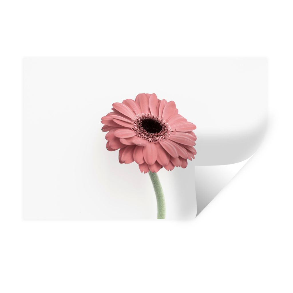 MuchoWow Wandtattoo Wandsticker Wandaufkleber Blumen - Rosa - Natur - Weiß - Pflanze 30x20 cm Selbstklebend und Repositionierbar - Wierderverwen...