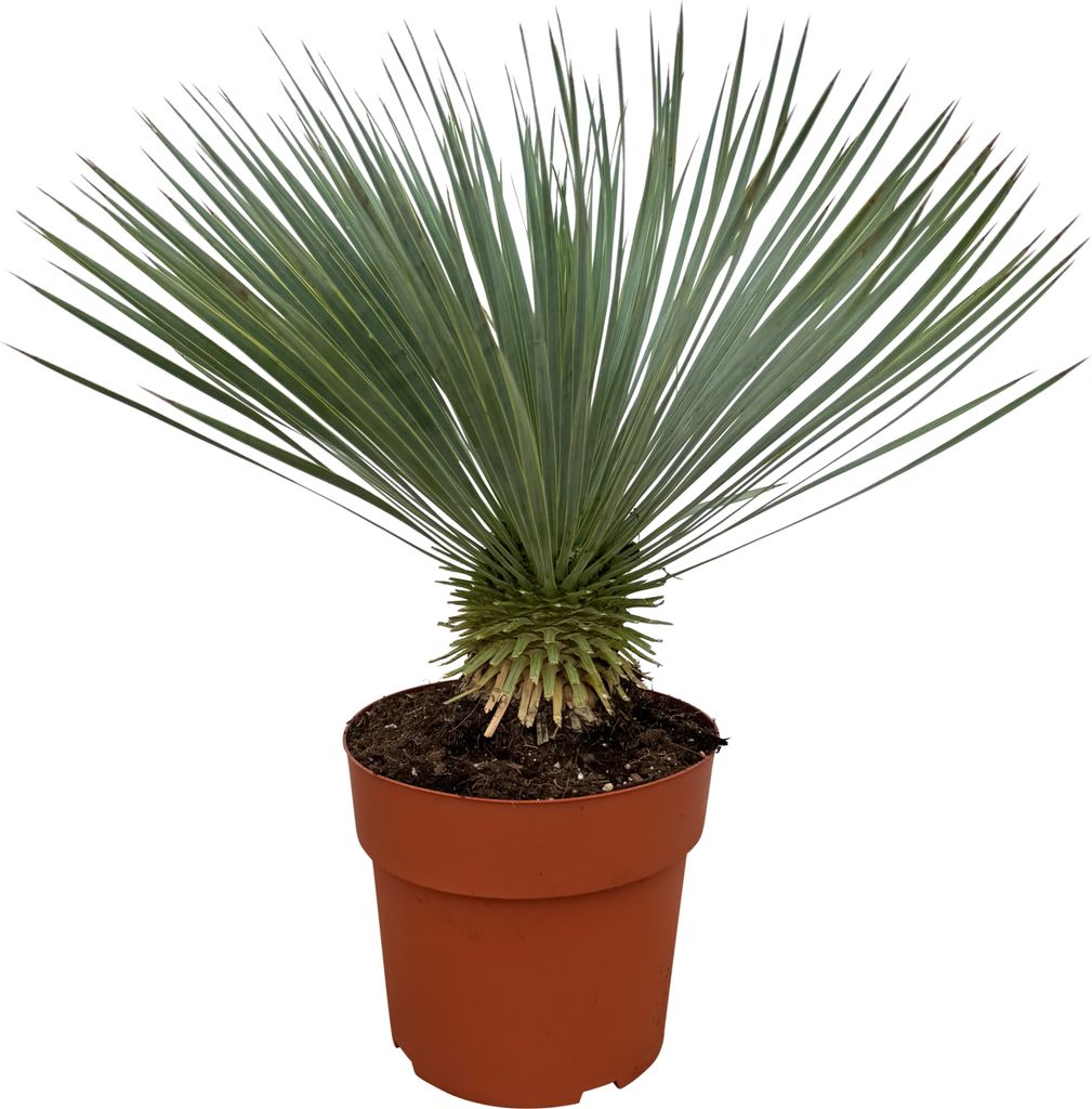 Trendyplants - Yucca Rostrata - Odolná - Záhradná rastlina Obrázok produktu